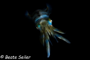 Squid at night by Beate Seiler 